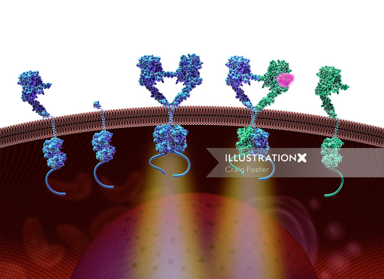 Uma ilustração das famílias de proteínas de membrana