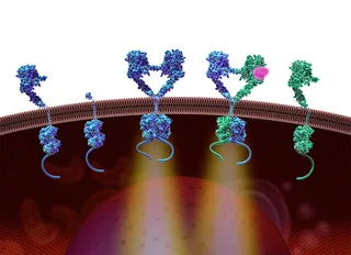 An illustration of membrane protein families