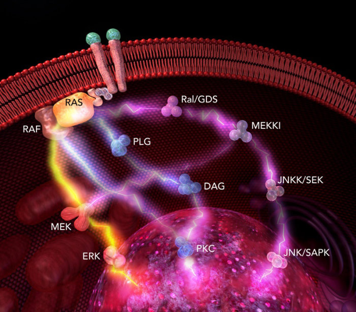 An illustration of protein pathways