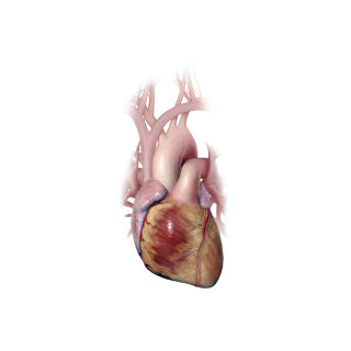 Ilustração do coração | Coleção de ilustrações médicas