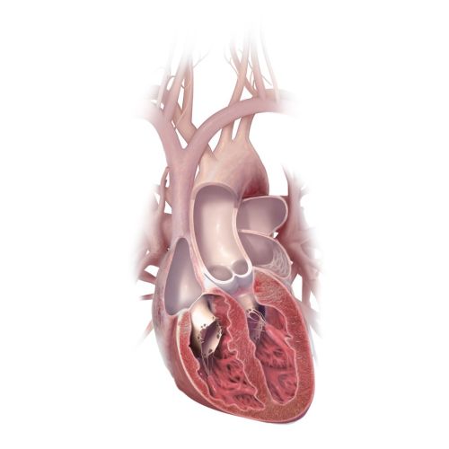 Heart section illustration