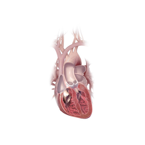 Illustration de la section cardiaque