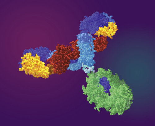 Une illustration de l&#39;anticorps h