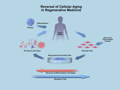 An illustration of Biotime cellular aging hr