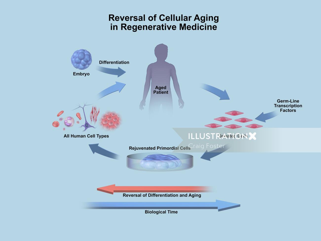 Uma ilustração do tempo de envelhecimento celular Biotime