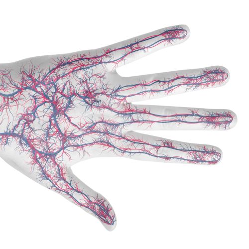 An illustration of hand veins hr
