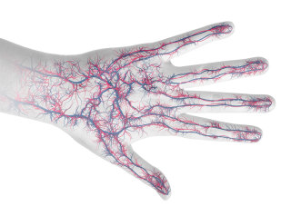 Une illustration des veines de la main h