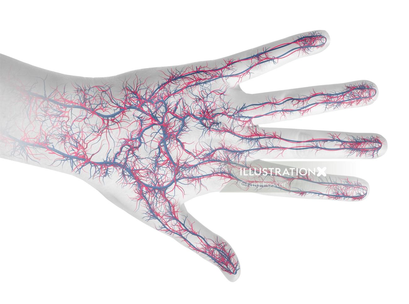 An illustration of hand veins hr