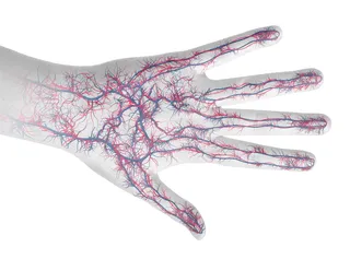 An illustration of hand veins hr