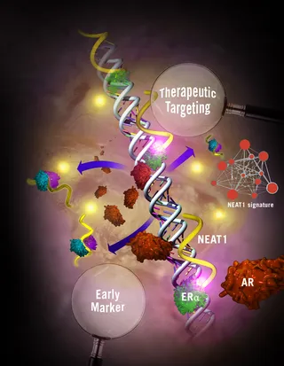 An illustration of therapeutic targeting hr