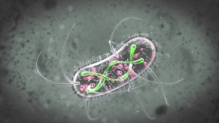 Animação GIF em Escherichia coli