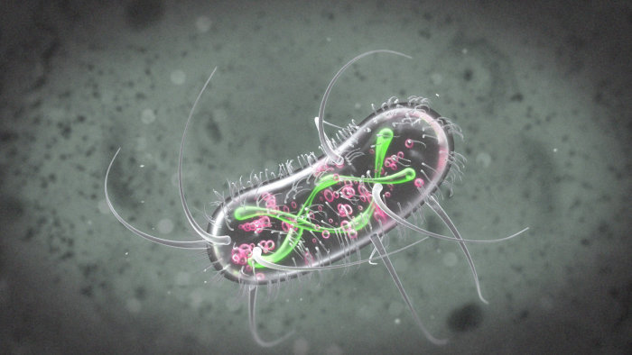 Animation GIF sur Escherichia coli
