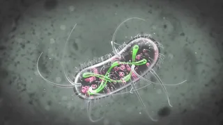 GIF animation on Escherichia coli