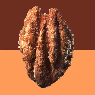 Close-up of a textured brown coral or rock formation on orange background