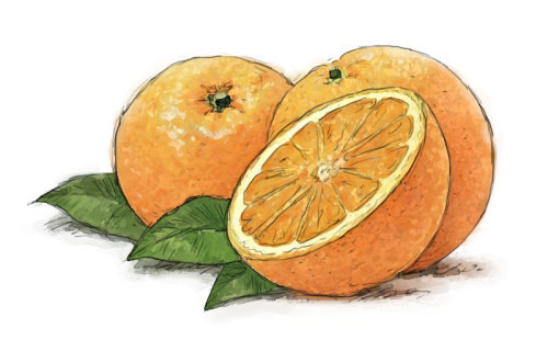 切成薄片的橙子，水果逼真
