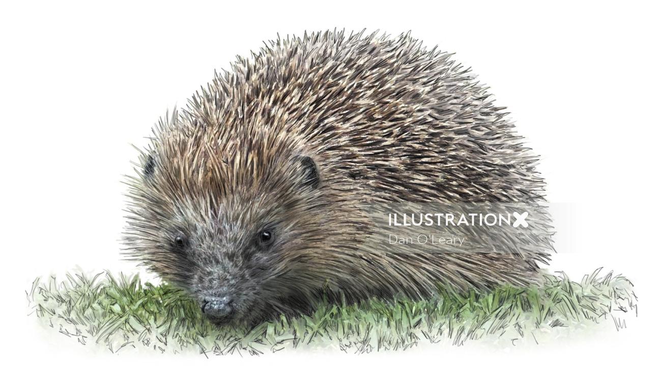 Photorealistic Hedgehog Animal
