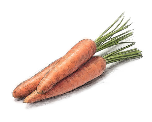 胡萝卜蔬菜的数字艺术