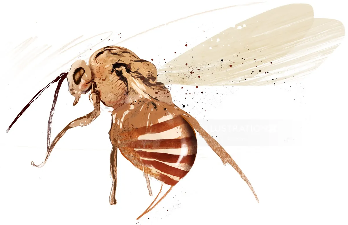 Aquarellillustration einer Wespe von Danny Allison