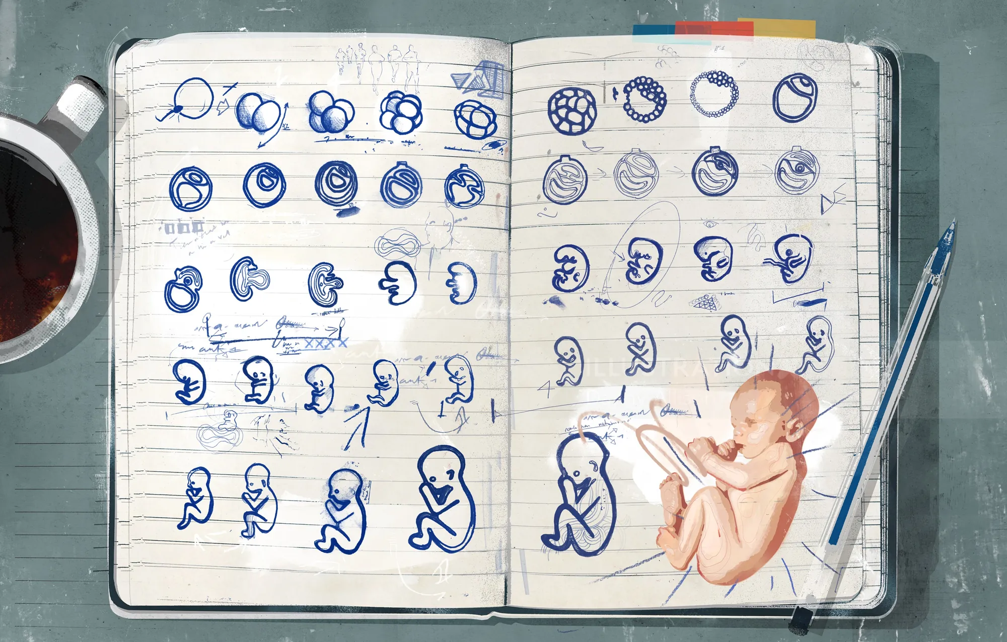 Child growing graphic design 