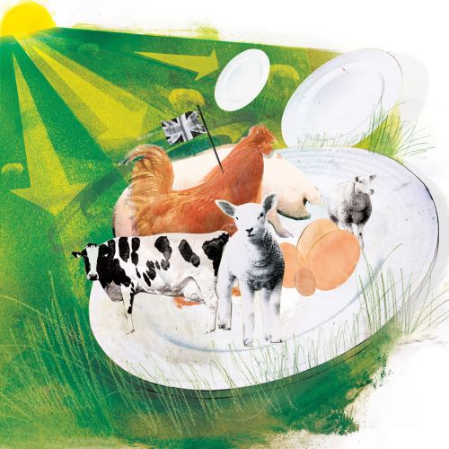 Animals, Hen Pig and Cows sitting together, Green Grass, Sun rays