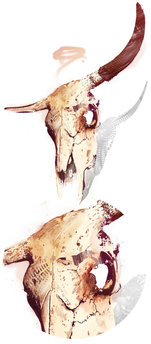 公牛头骨的插图
