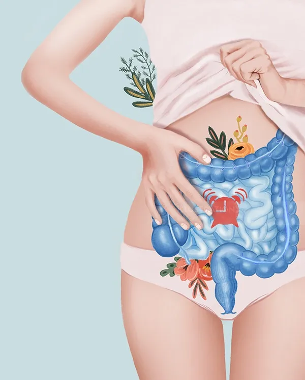 Medizinische Illustration zur Darmfunktion