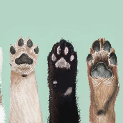 Animal dog paws illustration