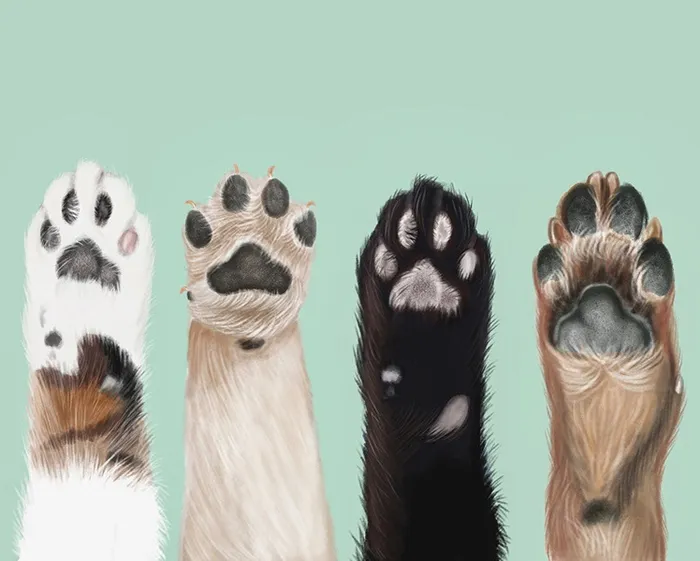 Ilustra??o de patas de cachorro animal