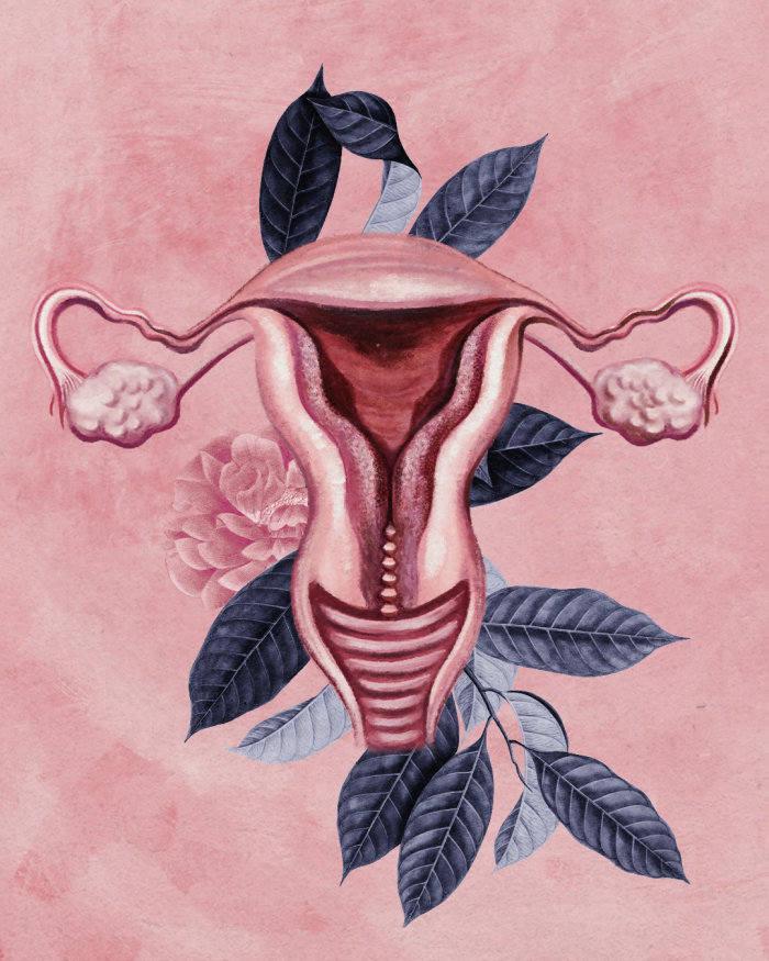 Ilustração contemporânea do útero