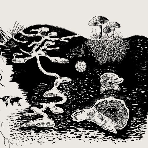 Underground tree roots and mushrooms in black and white illustration