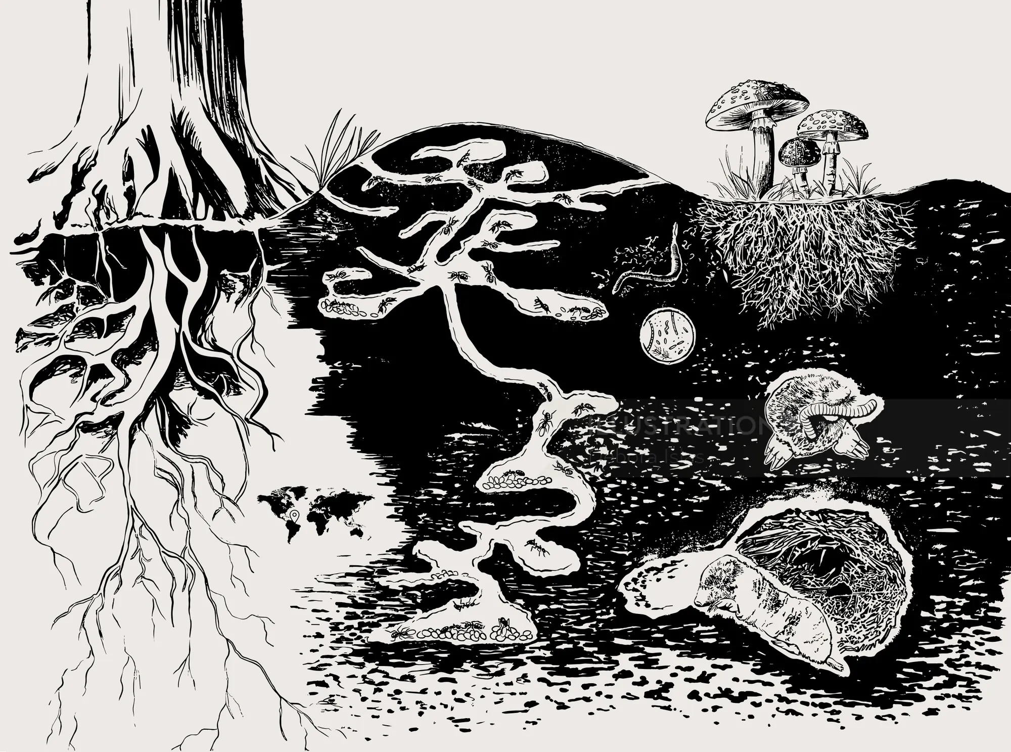 Underground tree roots and mushrooms in black and white illustration