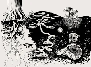 Underground tree roots and mushrooms in black and white illustration