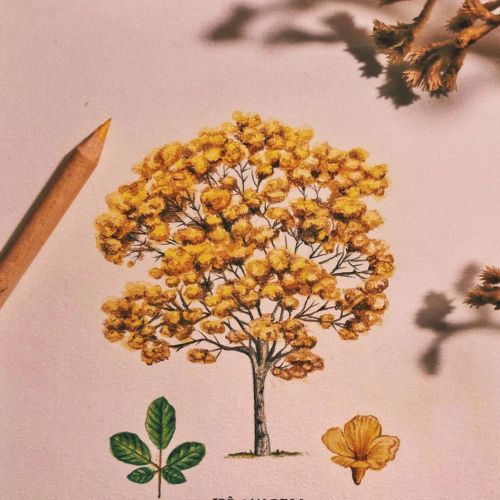Debora Islas Livro para colorir Illustrator from Brazil