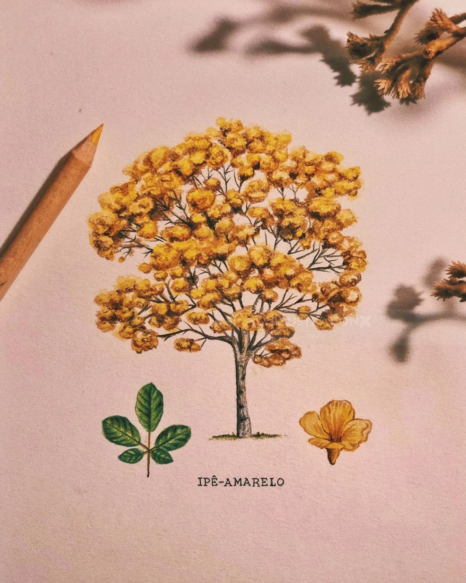 Yellow Ipê tree illustration with flowers and leaves on light background.