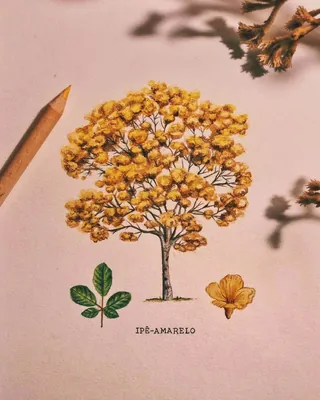 Yellow Ipê tree illustration with flowers and leaves on light background.