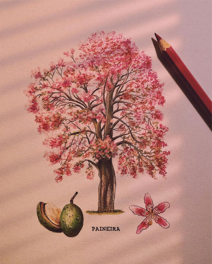Ilustração botânica da planta Paineira