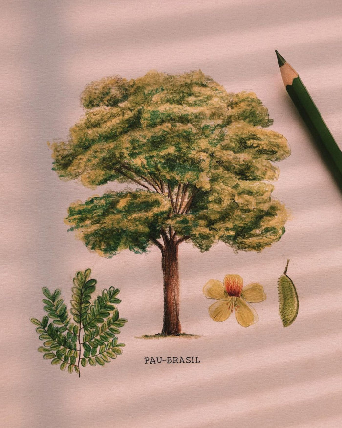 Lápis fez uma arte com planta de pau-brasil