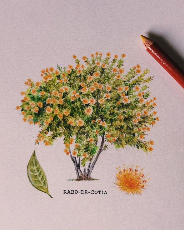 Representação botânica de Rabo-De-Cotia
