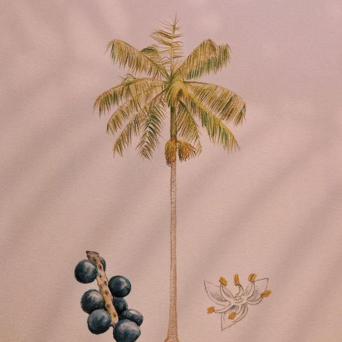 Animated GIF of embroidering the native trees of Brazil