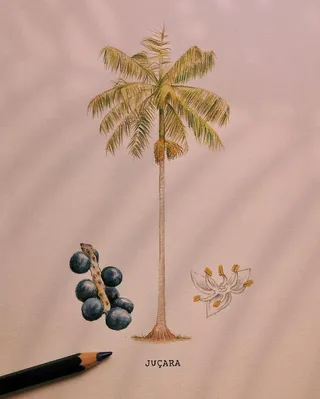 Animated GIF of embroidering the native trees of Brazil