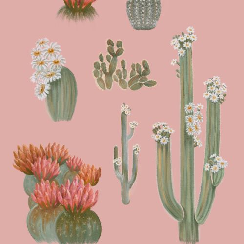 Illustration of different flowering cacti on pink background by Debora Islas