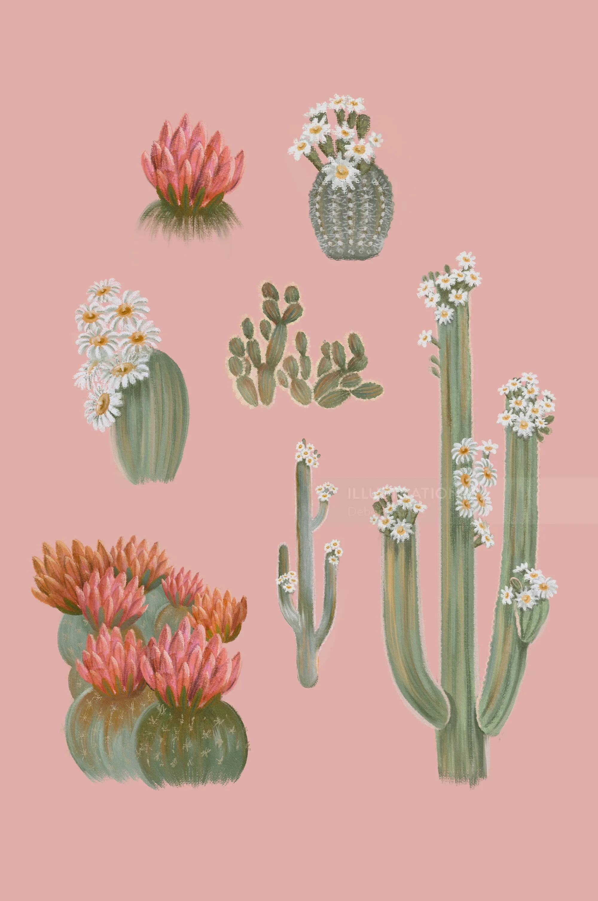 Illustration of different flowering cacti on pink background by Debora Islas
