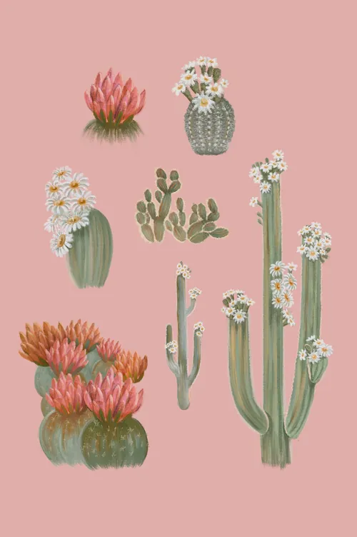 Illustration of different flowering cacti on pink background by Debora Islas