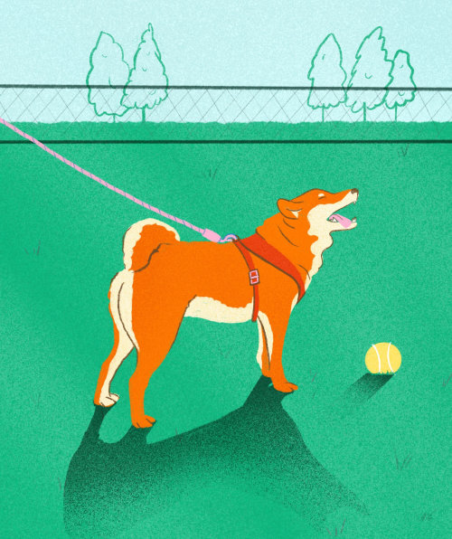 Animal dog with ball