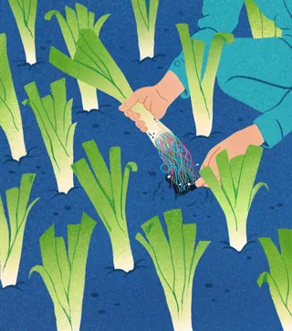 Hands pulling a vibrant multicolored vegetable from soil in garden