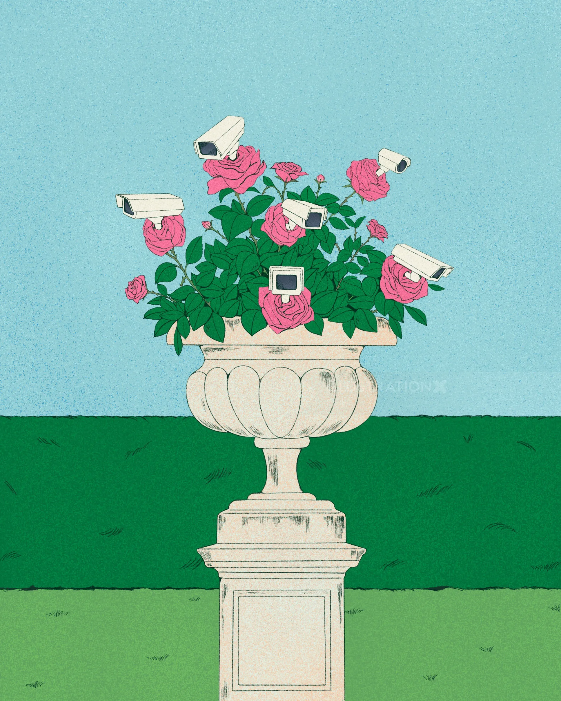 Rose bush with pink flowers and white security cameras by Debs Lim