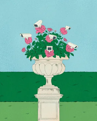 Rose bush with pink flowers and white security cameras by Debs Lim