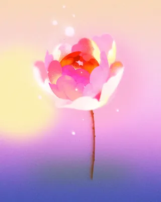 Glowing delicate pink flower by Decue Wu