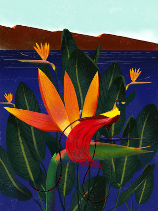 Ilustración de flor de loto de Decue Wu
