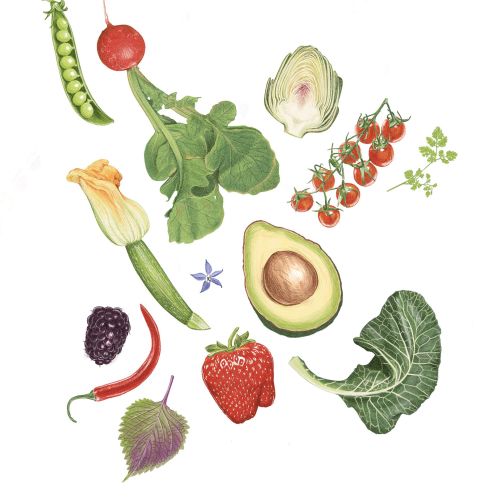 Illustrated collage of various fruits and vegetables on white background